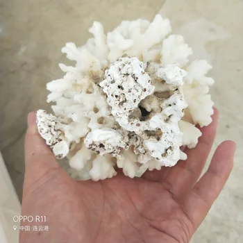 3ks Přírodní Coral Sea White Coral Tree Bílé Korálové Terénní úpravy Bytové Ozdoby, bytové Dekorace